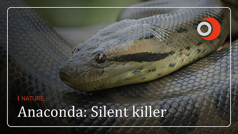 Nature | Anaconda: Silent killer