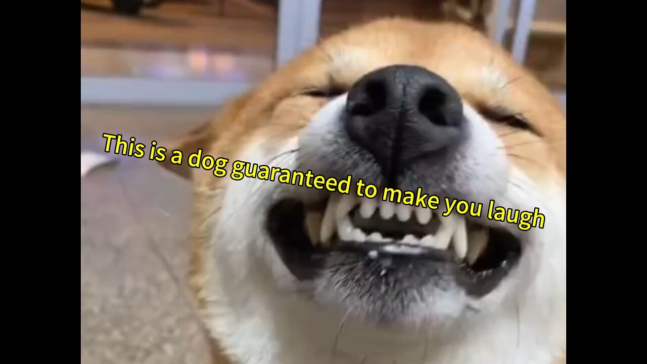 A dog with an infectious smile