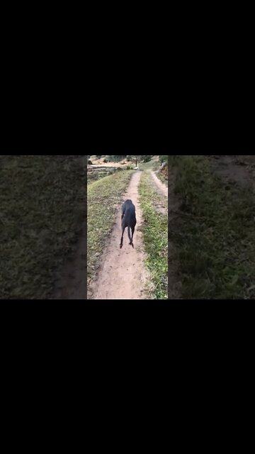 Disabled greyhound loves her walks 💕