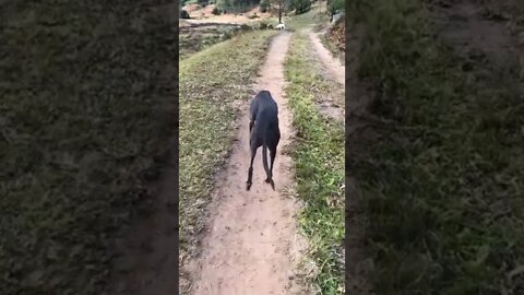 Disabled greyhound loves her walks 💕
