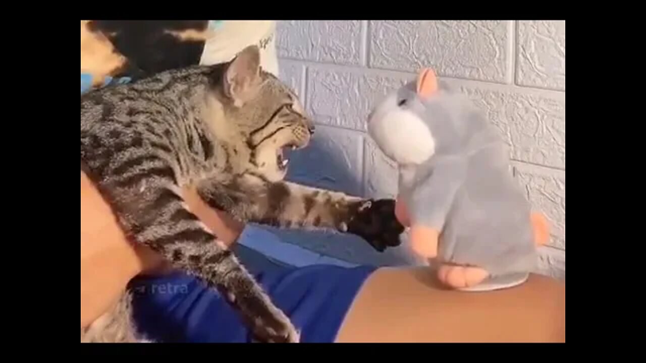 GATINHOS FOFOS - #stores #status #shorts GATINHOS FOFOS - #stores #status