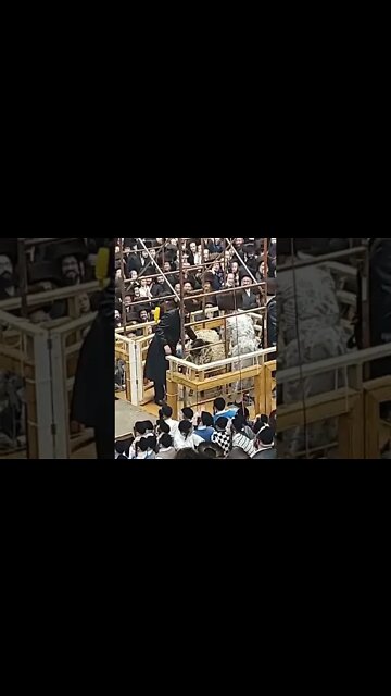 (not mine from WhatsApp) Satmar Rebbe in Kiryas Joel fulfilling Biblical law from Deuteronomy 18