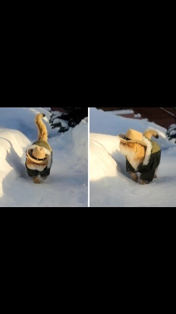 Coolest Cat Ever Struts Through The Snow