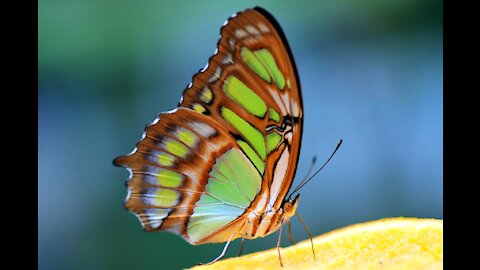 A butterfly in nature 2