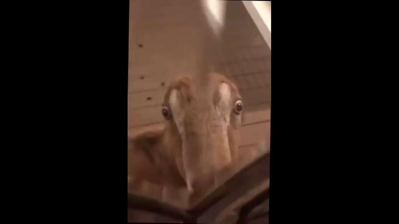 deer wants to come in. Those eyes though