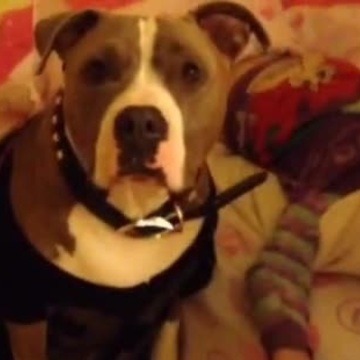 Is this dog the "Tooth Fairy?"