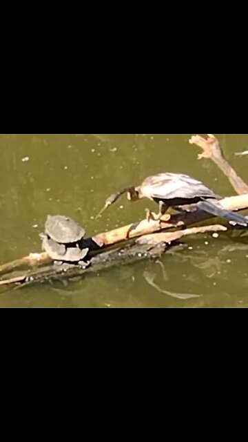 Greedy bird hassling the turtles