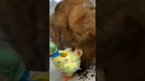 #funny #animals #shorts