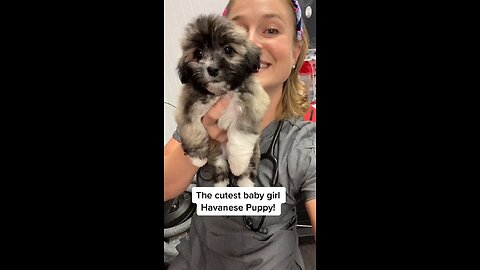 #funnyvideo #cat #dog #funnycat #comedy