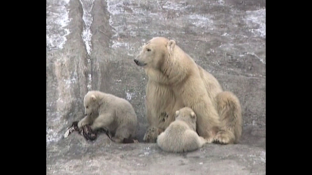 Baby Polar Bear Cubs