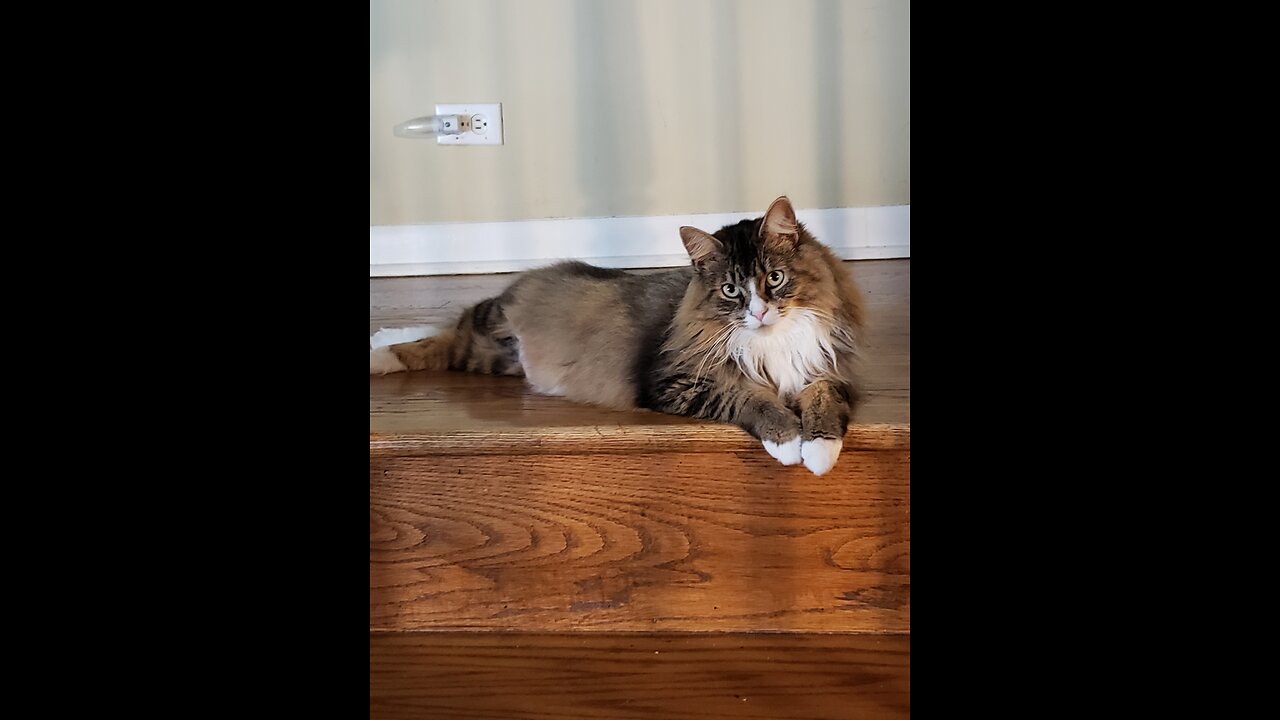 Petunia And Her Favorite Toy (Featuring Petunia The Norwegian Forest Cat)