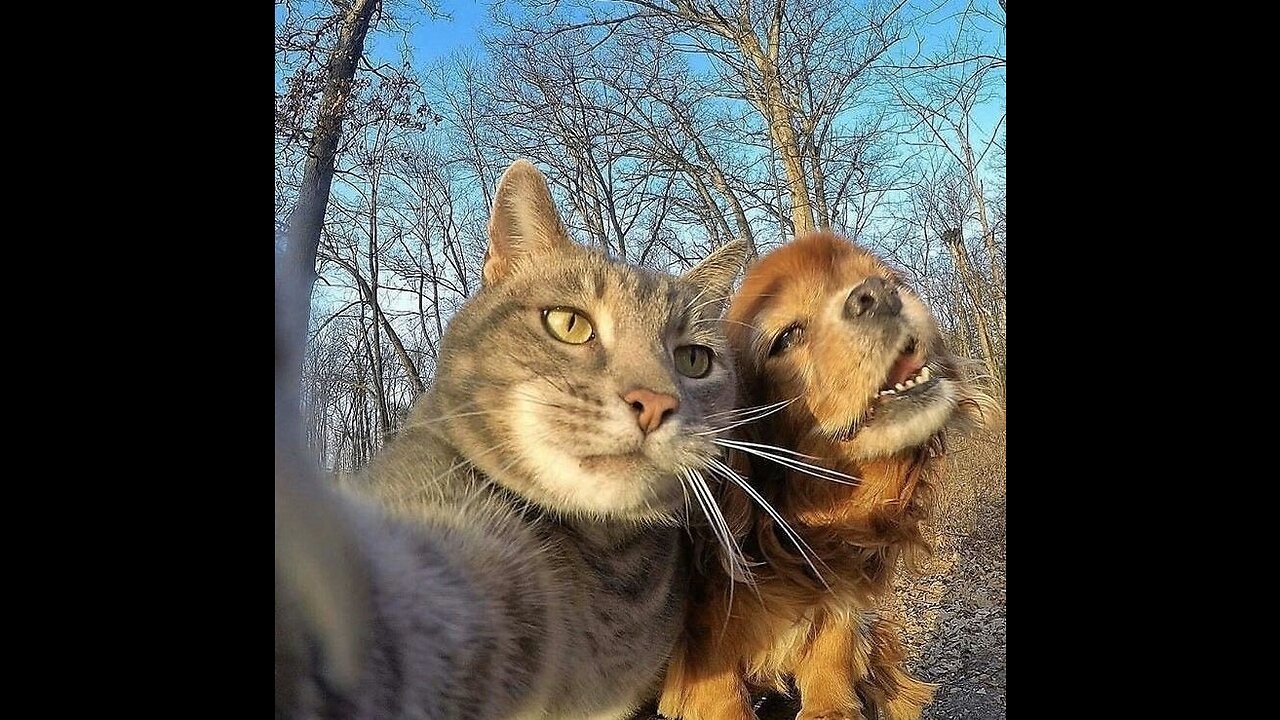 Cute Puppies and Funny Dogs Videos 🐶🐶🐶