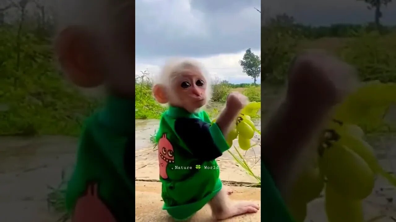 Angur Khatte Ni Hai😅Cute Baby Monkey🐒