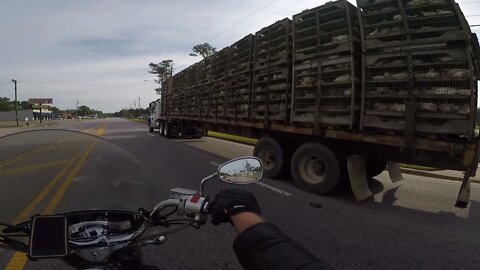 Biker Stuck Behind a Chicken Truck *SMELL-O-VISION*