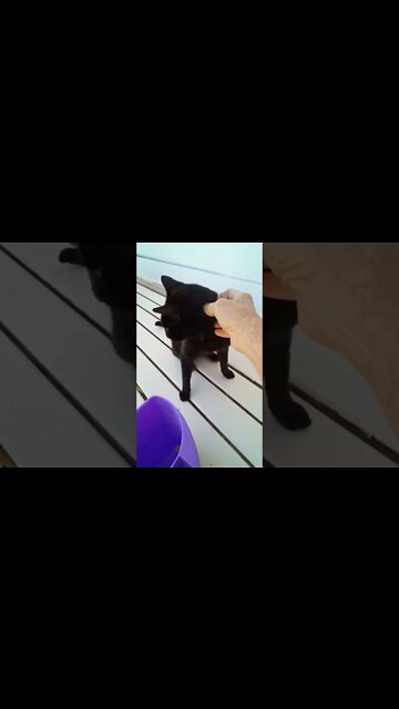 Black cat this morning, nearly back to normal. has a few cobwebs this morning