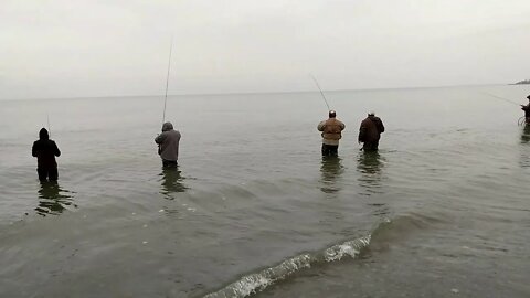 Lake Erie steehead catching fun