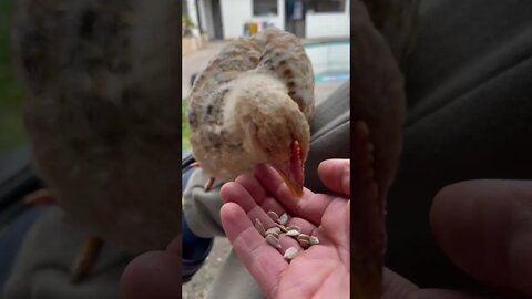鸡🐔