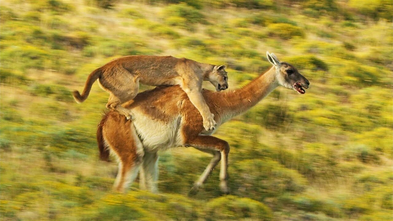 Puma Risks Life to Hunt - Dynasties II - BBC Earth