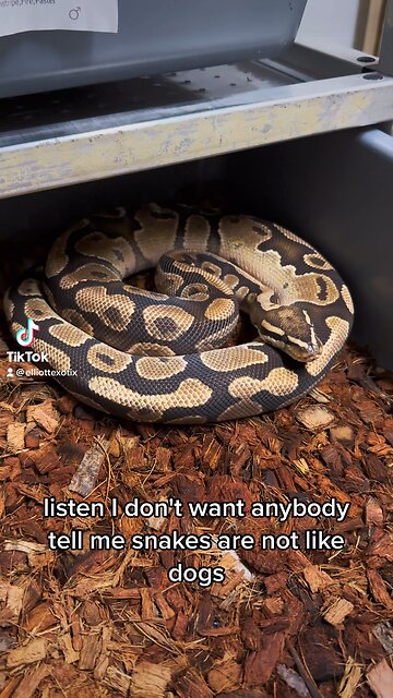 Is my snake a dog!?!