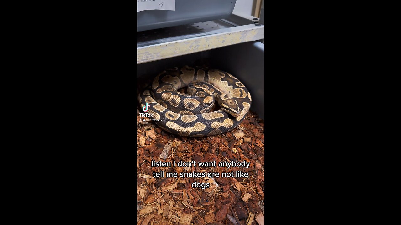 Is my snake a dog!?!