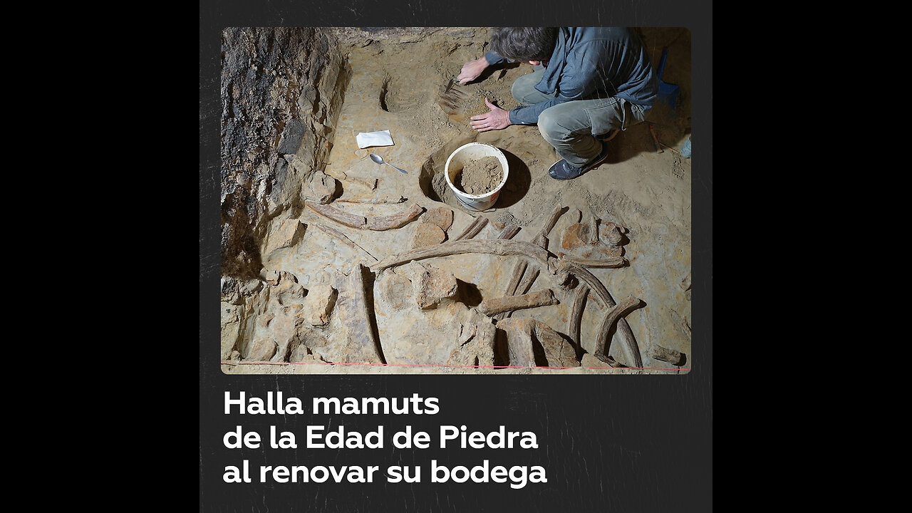 Vinicultor renueva su bodega y halla tres mamuts de la Edad de Piedra