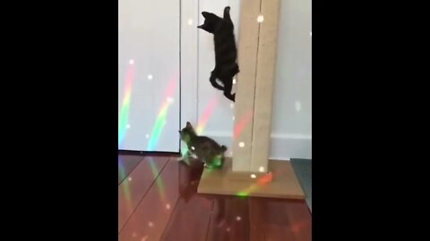 Kitten Night