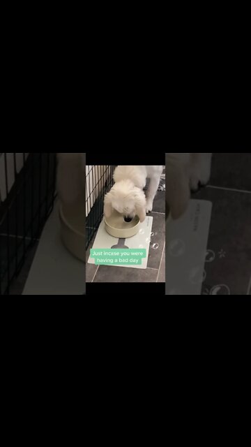 Just Incase you were having a bad day. Watch this #shorts