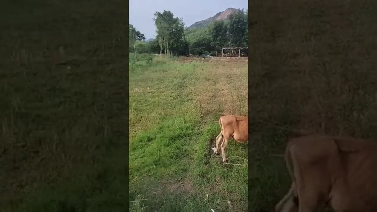 Beautiful calf grazing video,#calf,#calfgrazing,#beautifulcow,#animal,#animallover,#viralshorts,#cow