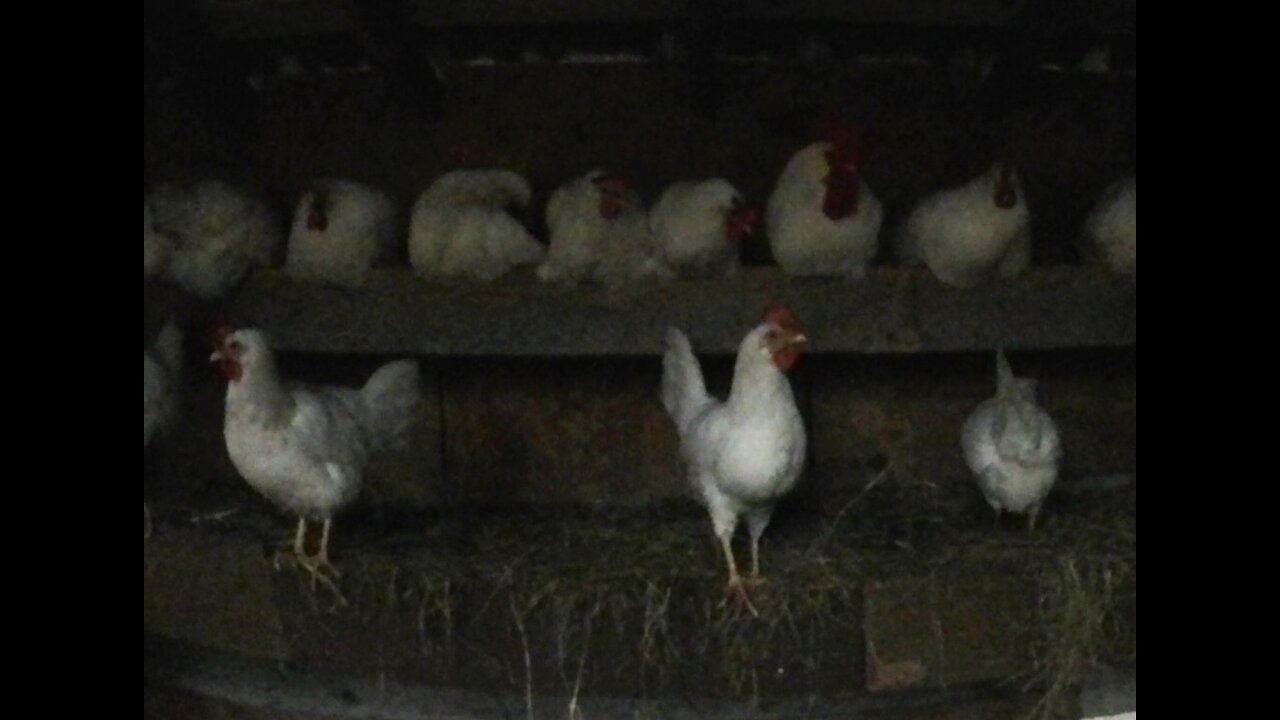 Leghorn Chickens Roosting before Night