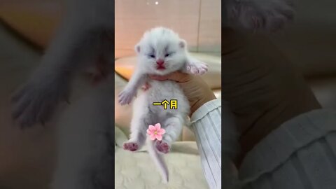 So Cute Baby Cat different time different sound ||#shorts #shortsfeed #youtubepets_&_animals