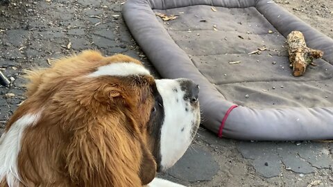 Puppy with a fly on his nose
