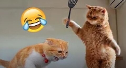 Best animal funny videos 😂🤣🤣🤣