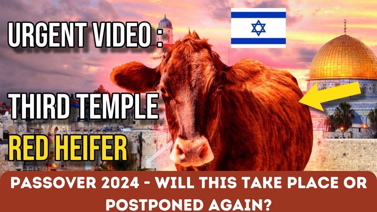 URGENT VIDEO - RED HEIFER SACRIFICE TO BE SACRIFICED IN APRIL OF 2024?