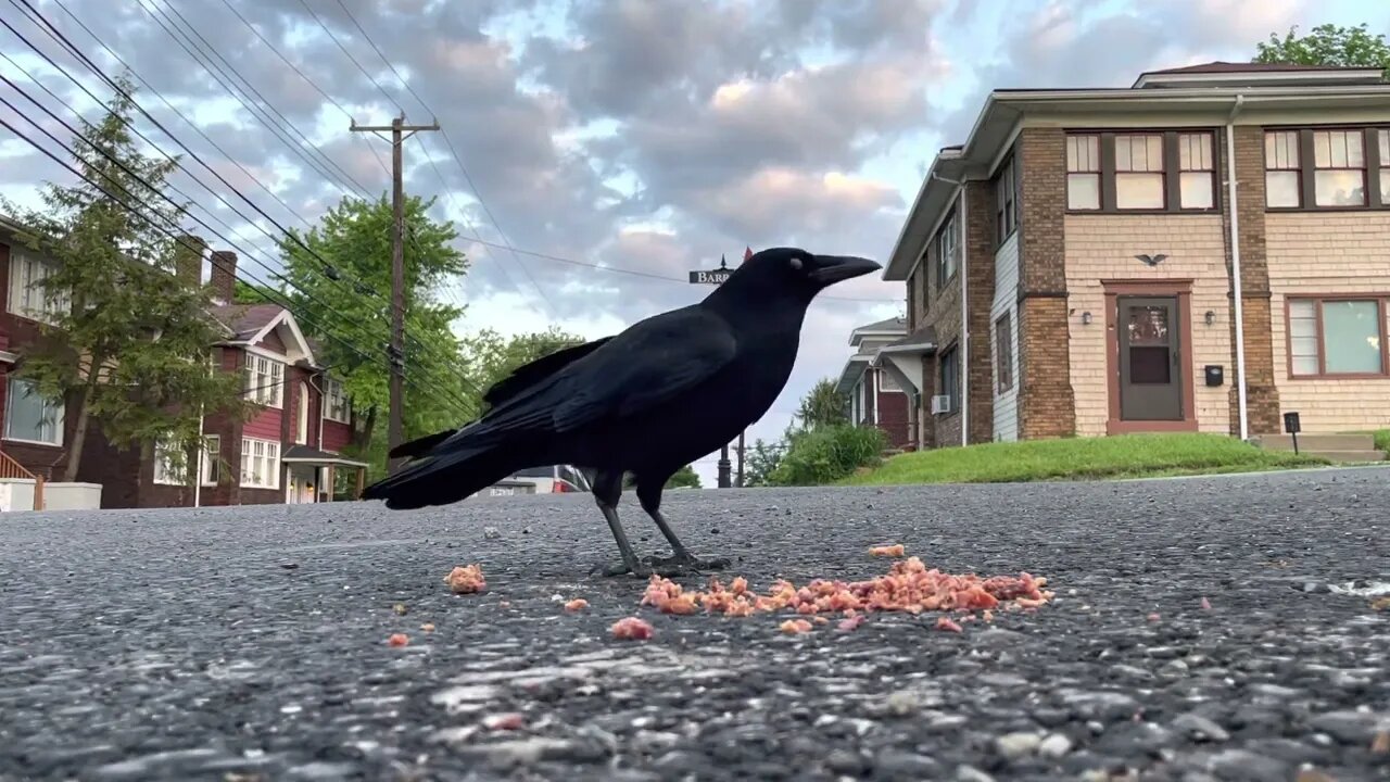 Crow Close-Up: Bacon Bits