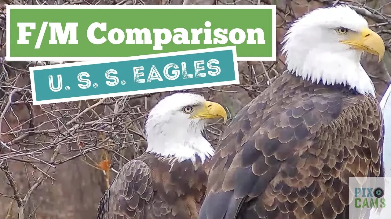 Male vs Female Eagle Comparison