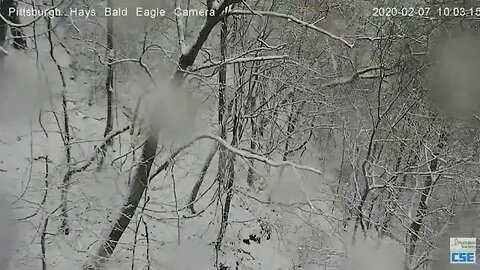 Pittsburgh Hays Eagles nest snowy pan of the nest area 2020 02 07 10 '01am