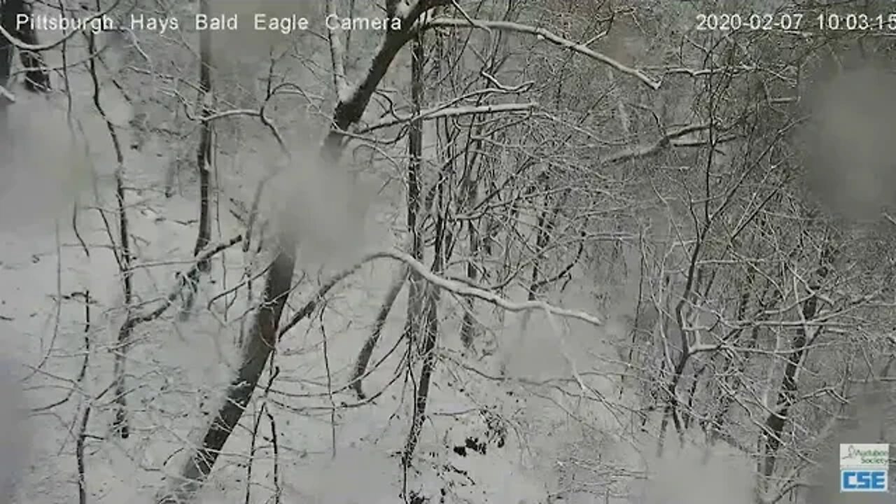 Pittsburgh Hays Eagles nest snowy pan of the nest area 2020 02 07 10 '01am
