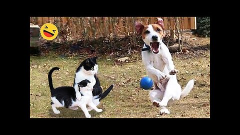 Funny Dogs And Cats Videos 2024 😅 - Best Funniest Animal Videos Of The week