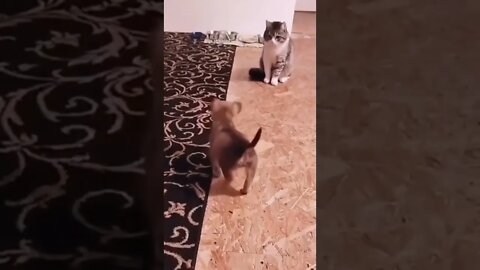 New Farlight 84 Syfer شخصية اصبحت خارقة