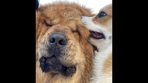 Brave corgi is not afraid to annoy his friend tibetan mastiff