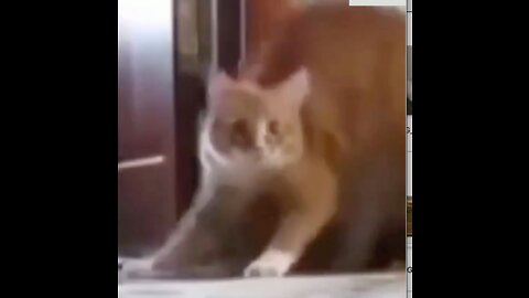 Funny Cat Runs Away #shorts
