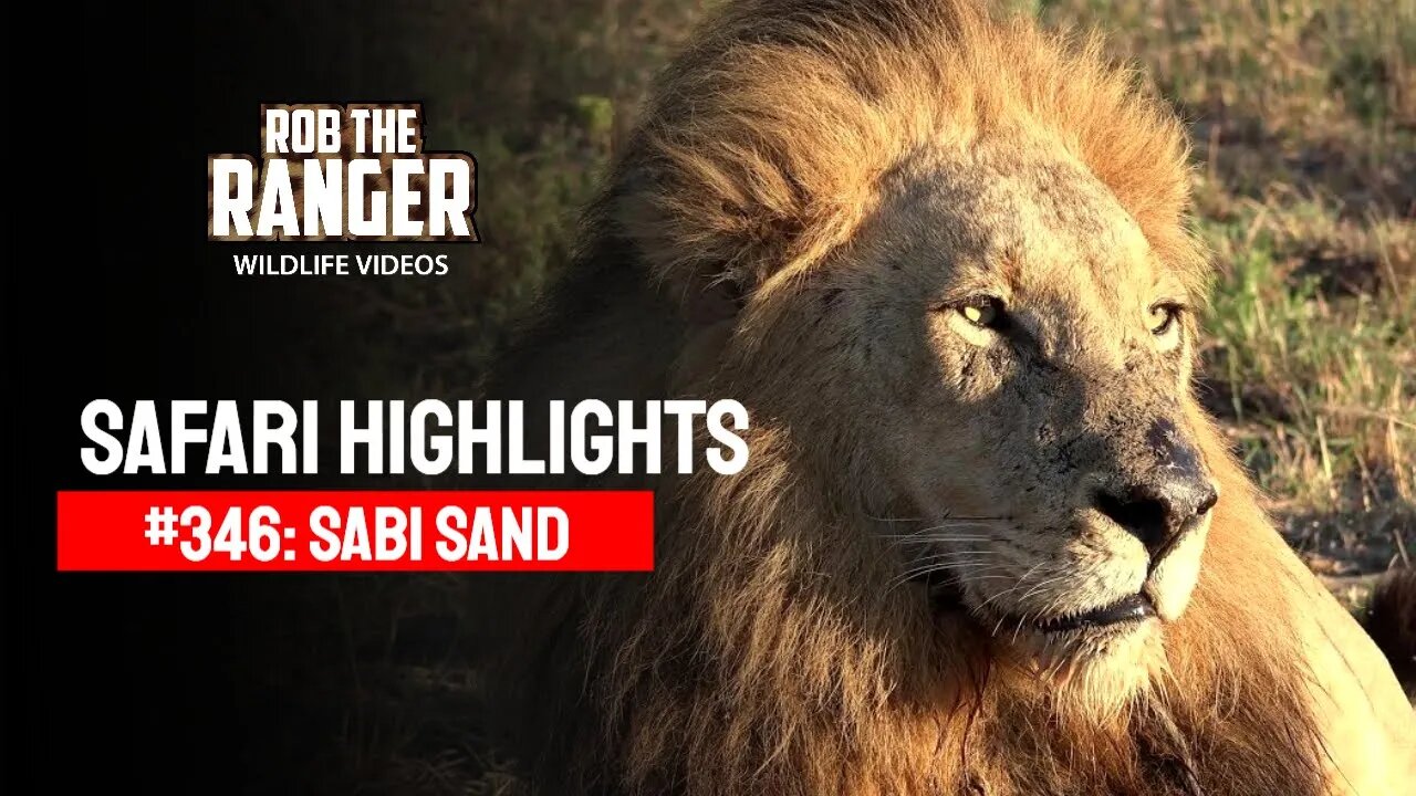 Safari Highlights #346: 30 May - 01 June 2015 | Sabi Sand Nature Reserve | Latest Wildlife Sightings