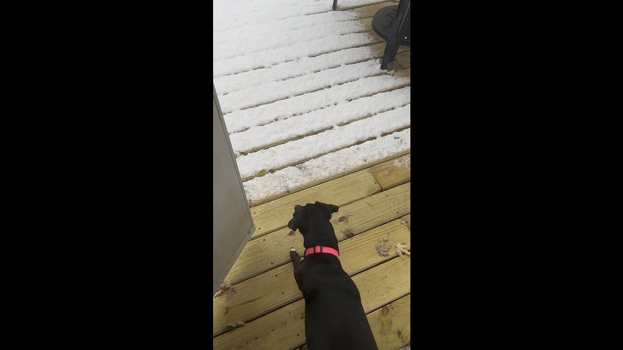 Our dog wasn’t impressed with the snow! 😆