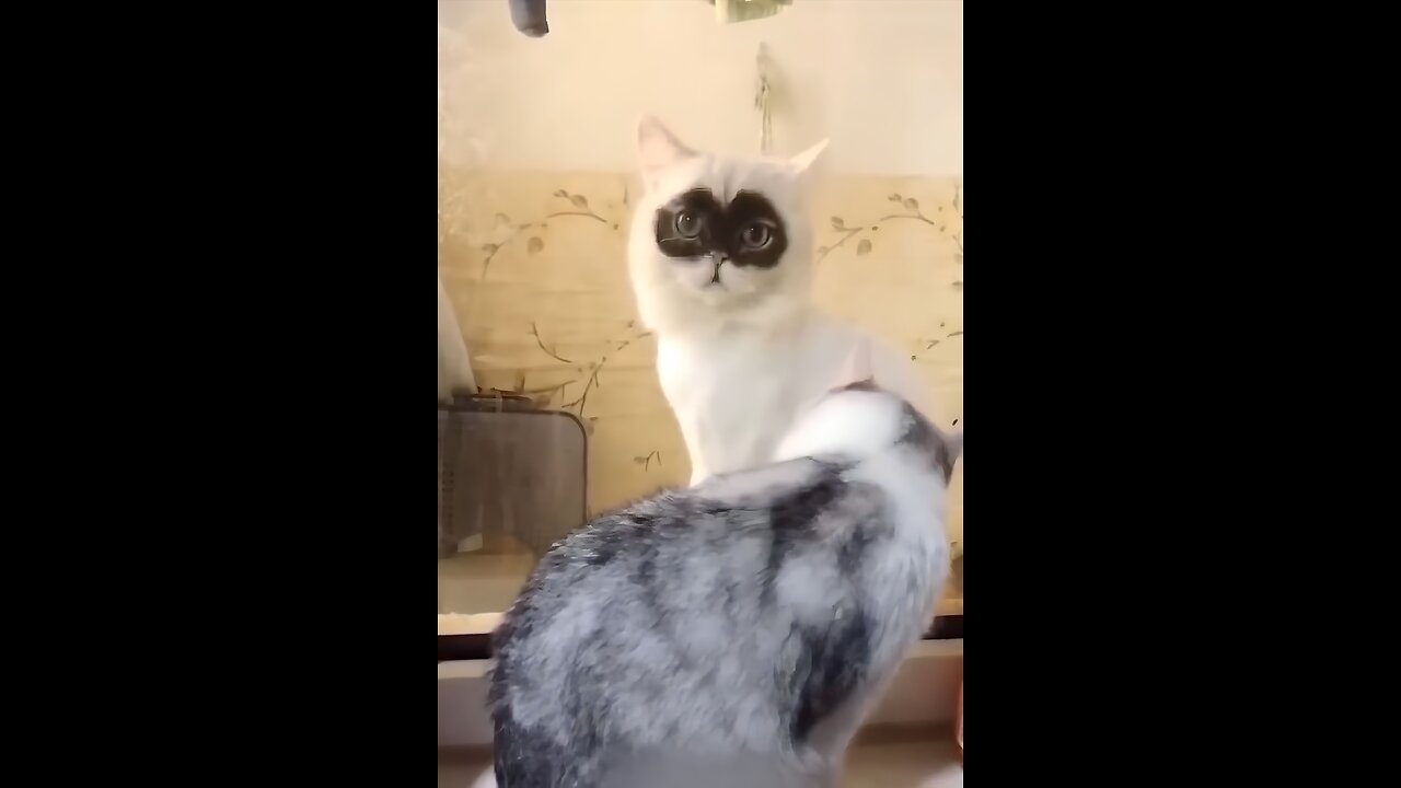 Funny Cat And Dog video