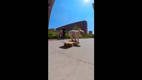 Skatedog 05