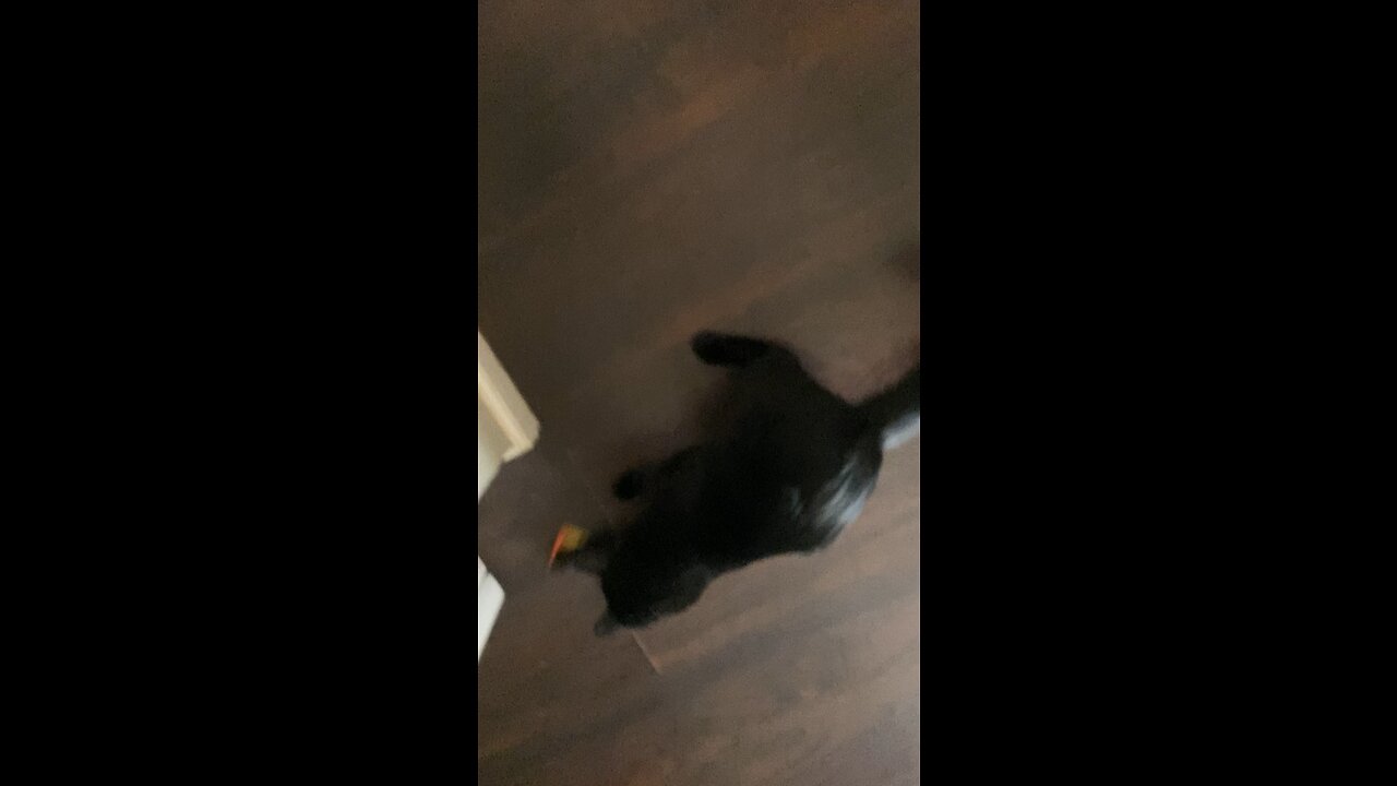 Did I find this on the ground?