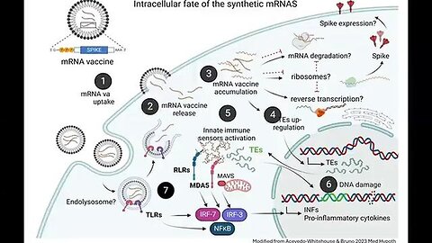 Intracellular Fate of the Synthetic mRNAs