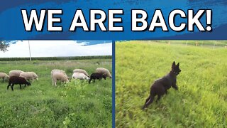 Took A Week Break | Moving Sheep With Lycan Shepherd, Ragnar