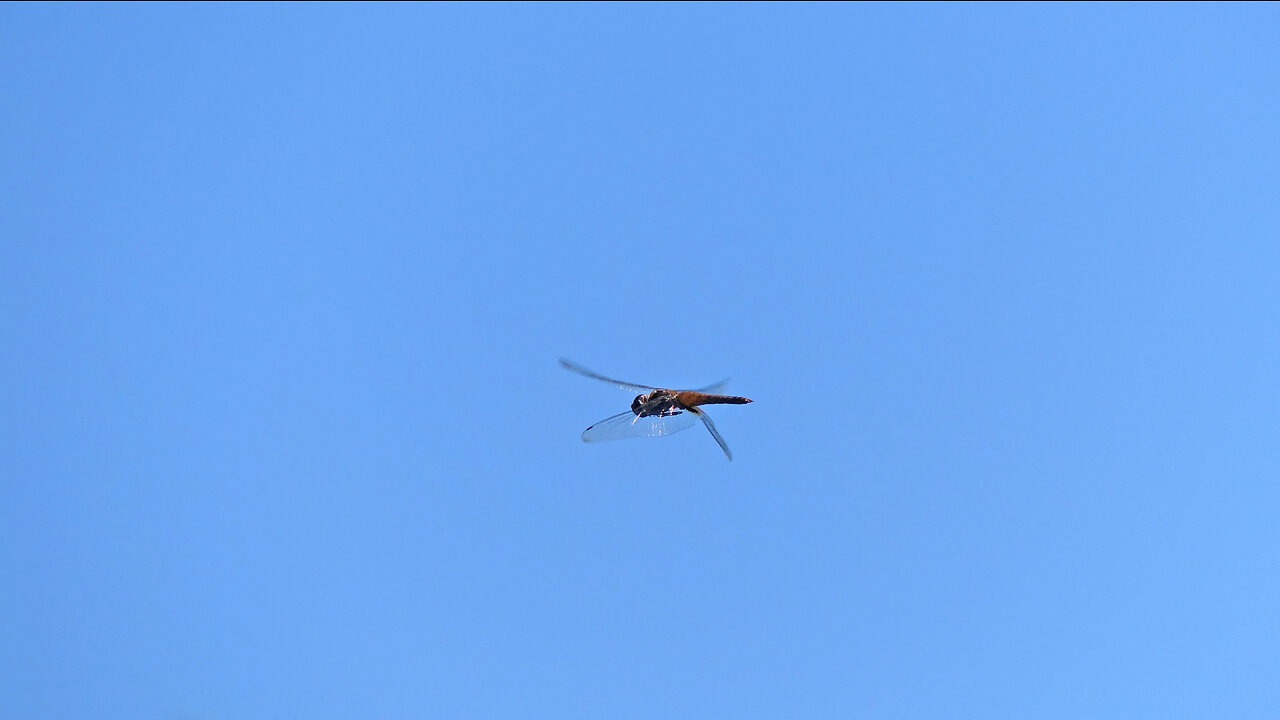 Dragonfly (2023)