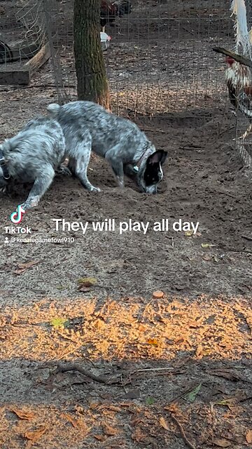 They will play all day 😂😂